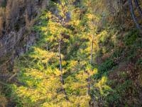 Gekrümmte Lärchen beim Aufstieg zum Wildseeloderhaus